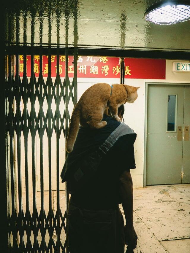 8 Sneaky Ways Cats Say 'I Love You'
