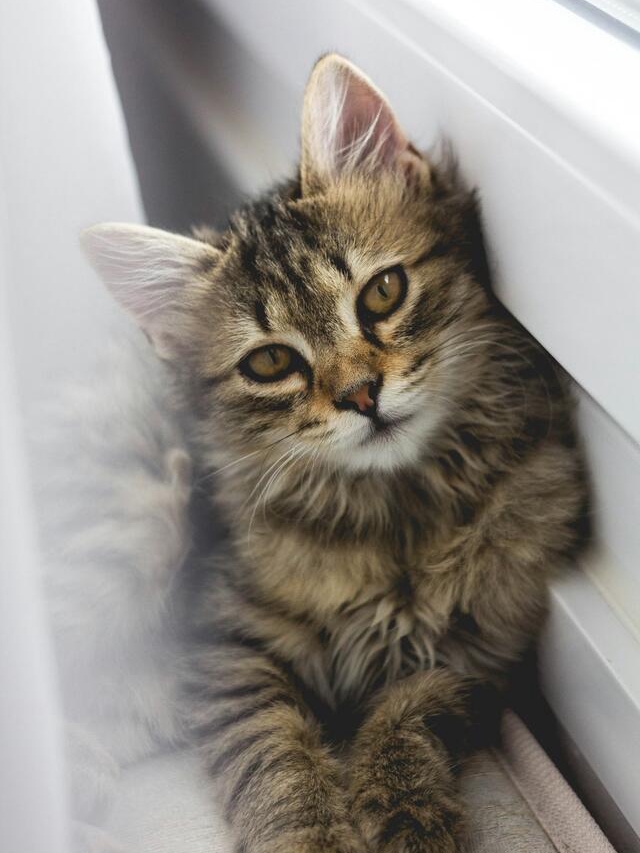 8 Sneaky Ways Cats Say 'I Love You'