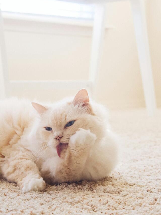 8 Sneaky Ways Cats Say 'I Love You'