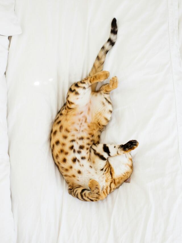 8 Sneaky Ways Cats Say 'I Love You'