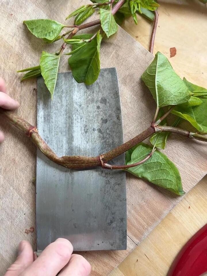 Turning Weeds Into Jam?!