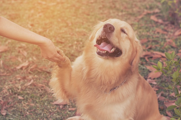 If You Hate Dogs, Can We Even Be Friends?