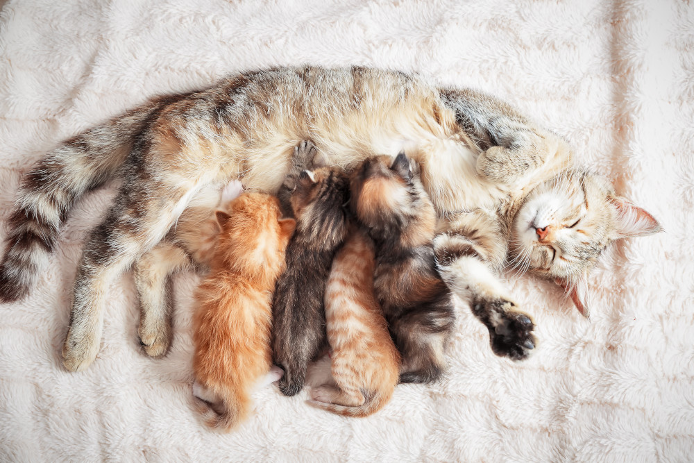 So You’ve Got Kittens: Now What?