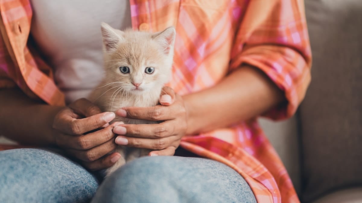 Surviving Your First Kitten: A Crash Course