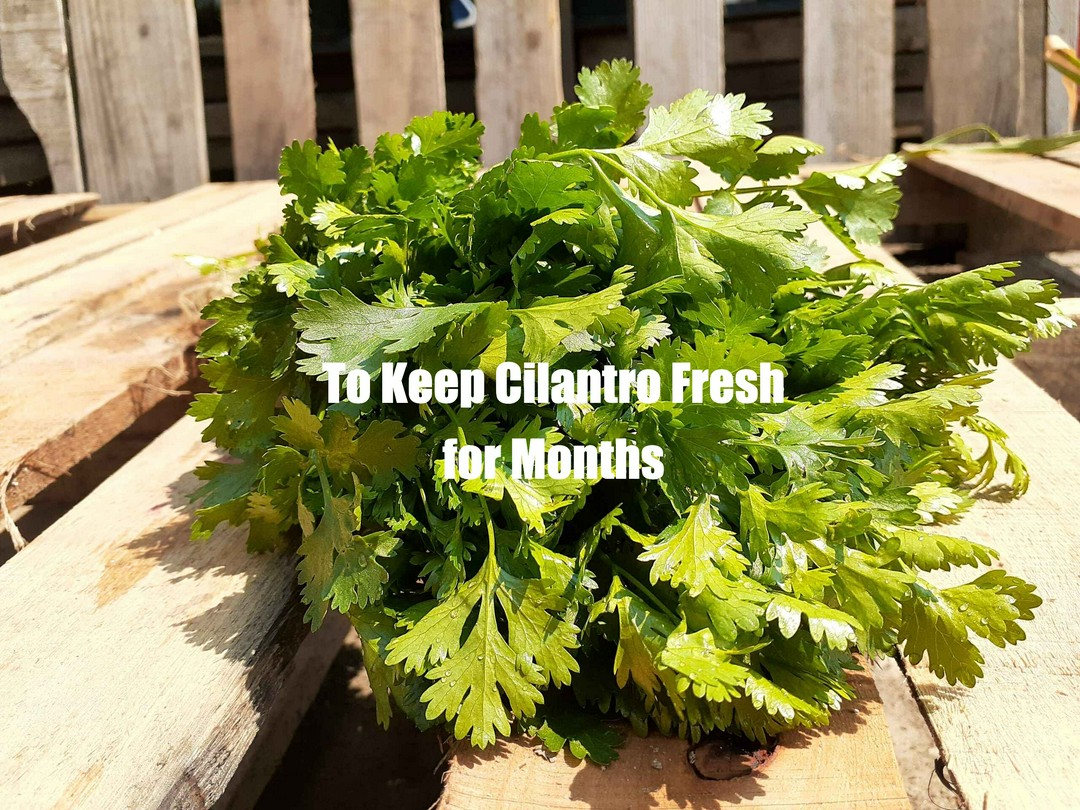 To Keep Cilantro Fresh for Months