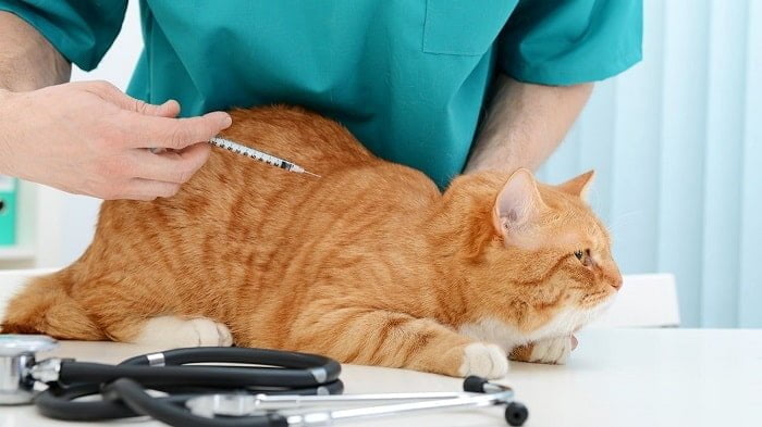 My Cat Has Diabetes—Now I’m a Feline Nurse