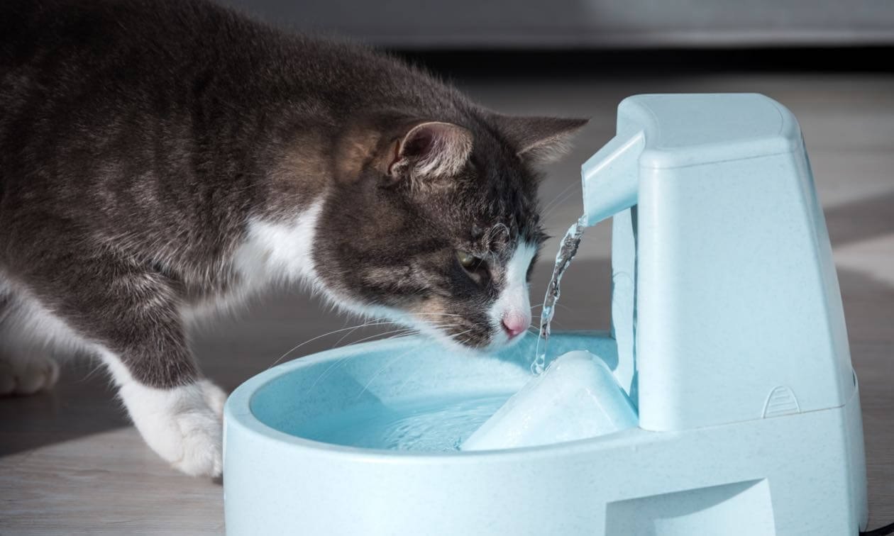 Is Your Cat Acting Weird? It Might Be Diabetes
