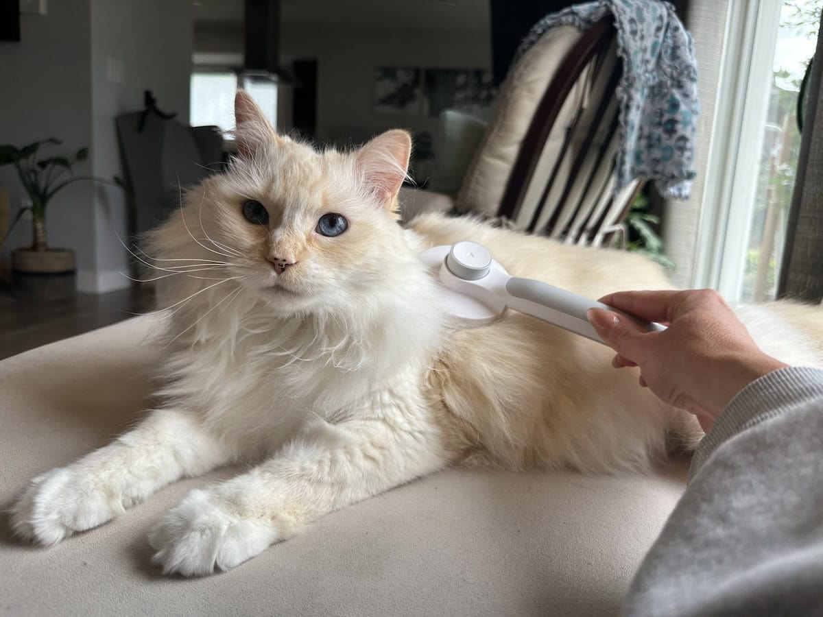 Surviving Life With a Himalayan Cat