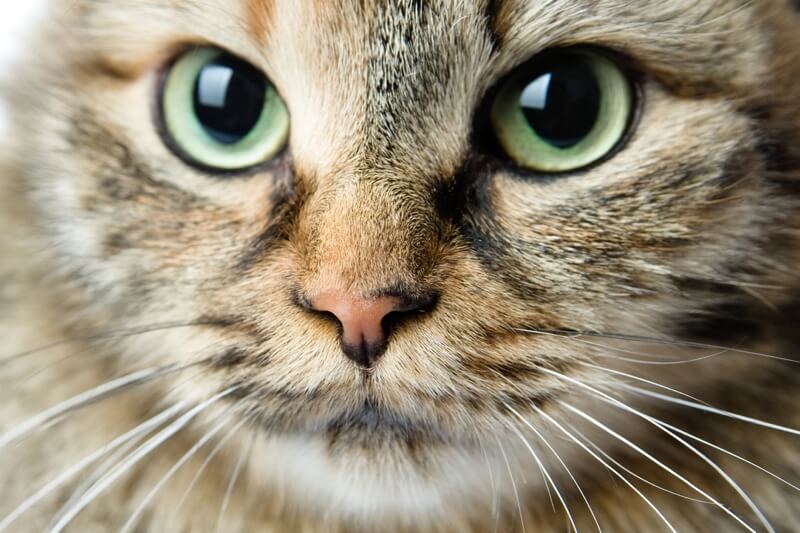 Is My Cat Secretly a Siberian?