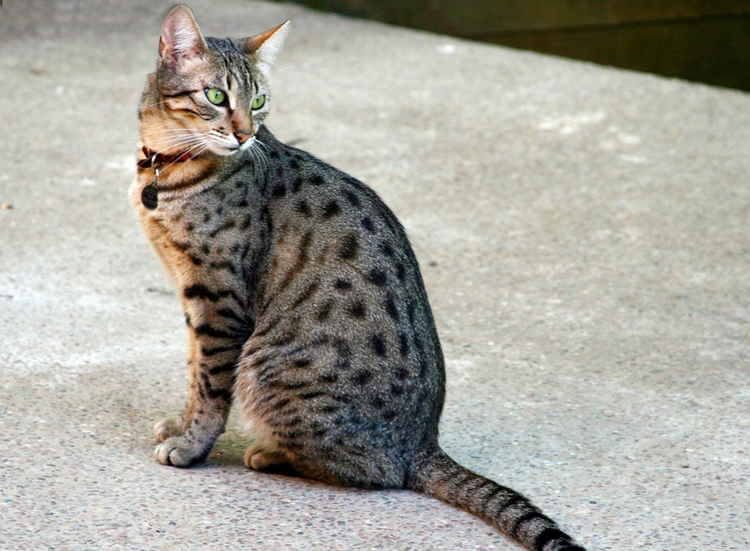 Is My Cat an Egyptian Mau or Just Extra?