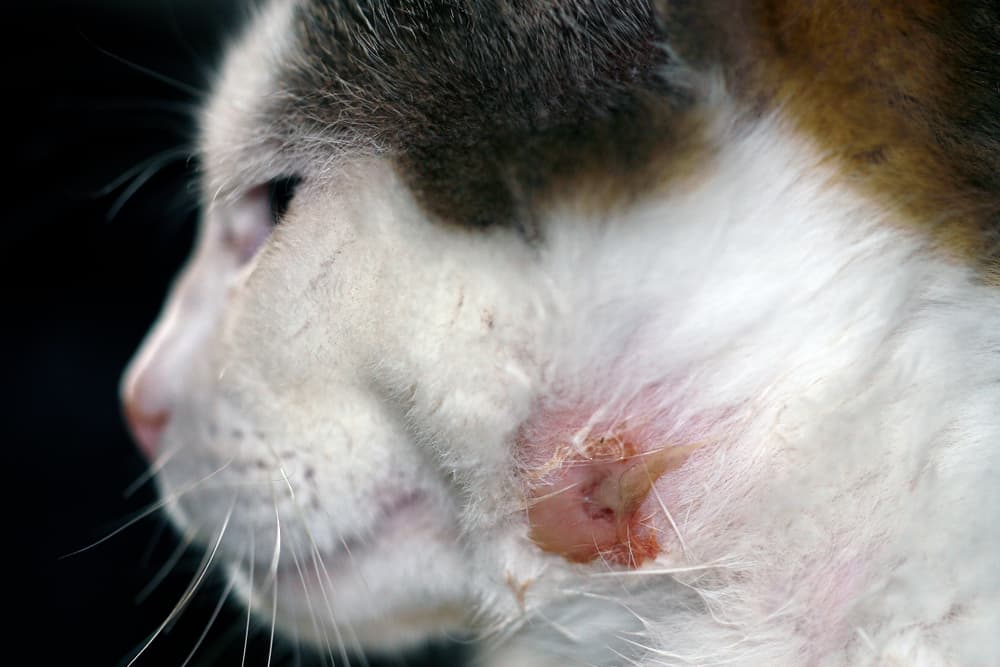 My Cat Got an Abscess—Here’s What Actually Helped