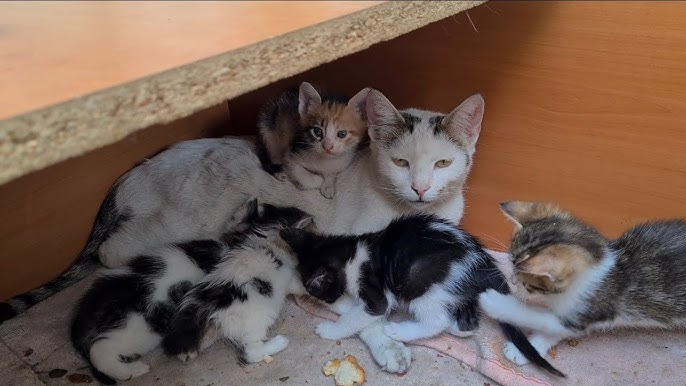 So, You Have to Relocate Kittens...