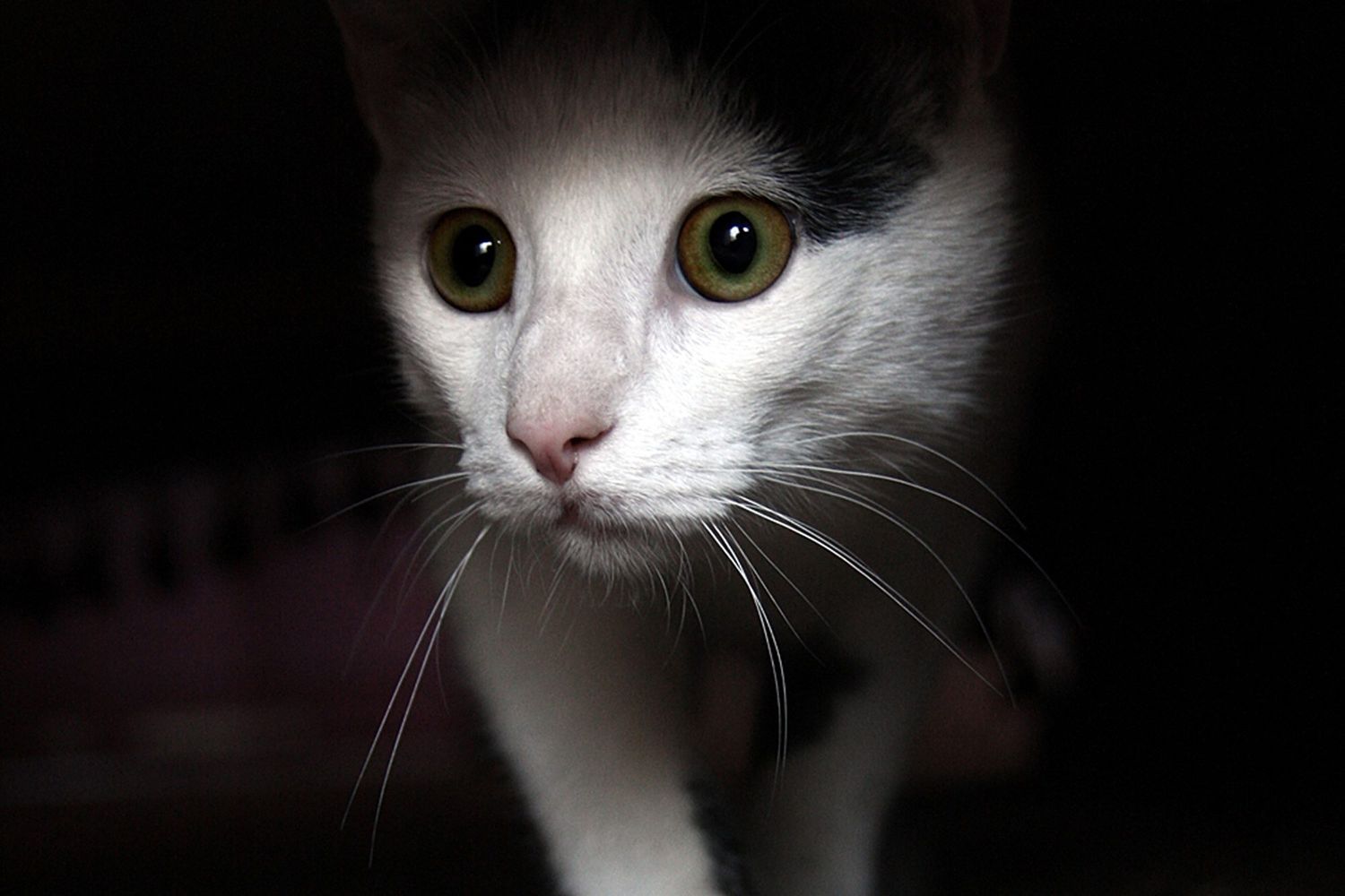 My Cat’s a Drama Queen—Here’s How I Cope