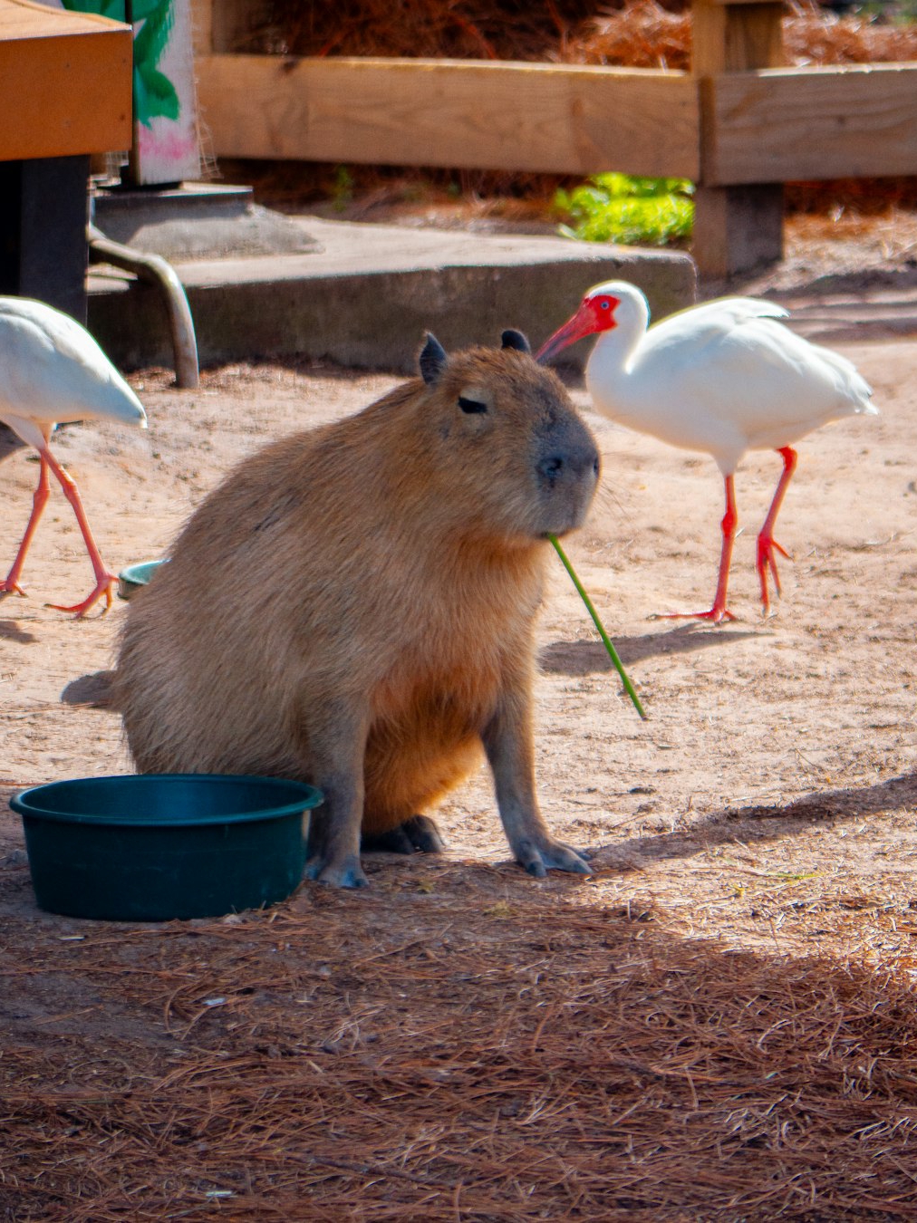 What weird animal would you want as a pet?
