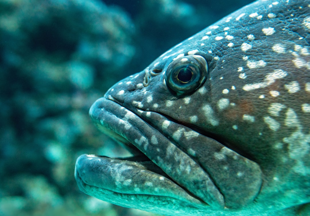 Grouper Three Ways: Fast, Smoky, or Simple