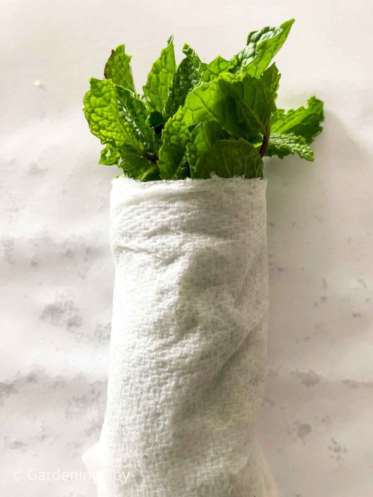 Fresh Mint for Weeks: Easy Storage Hacks