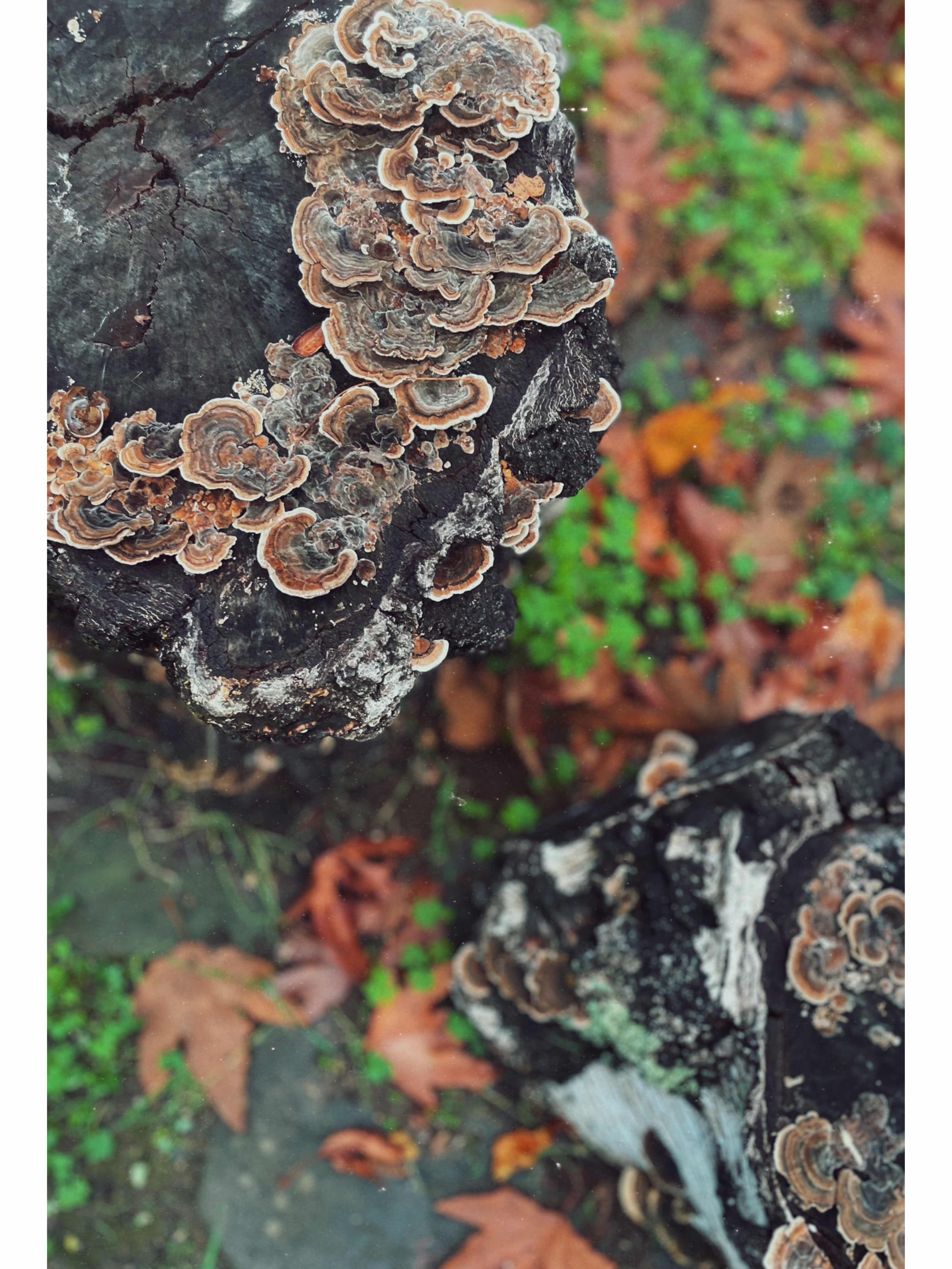 Natural fantasy