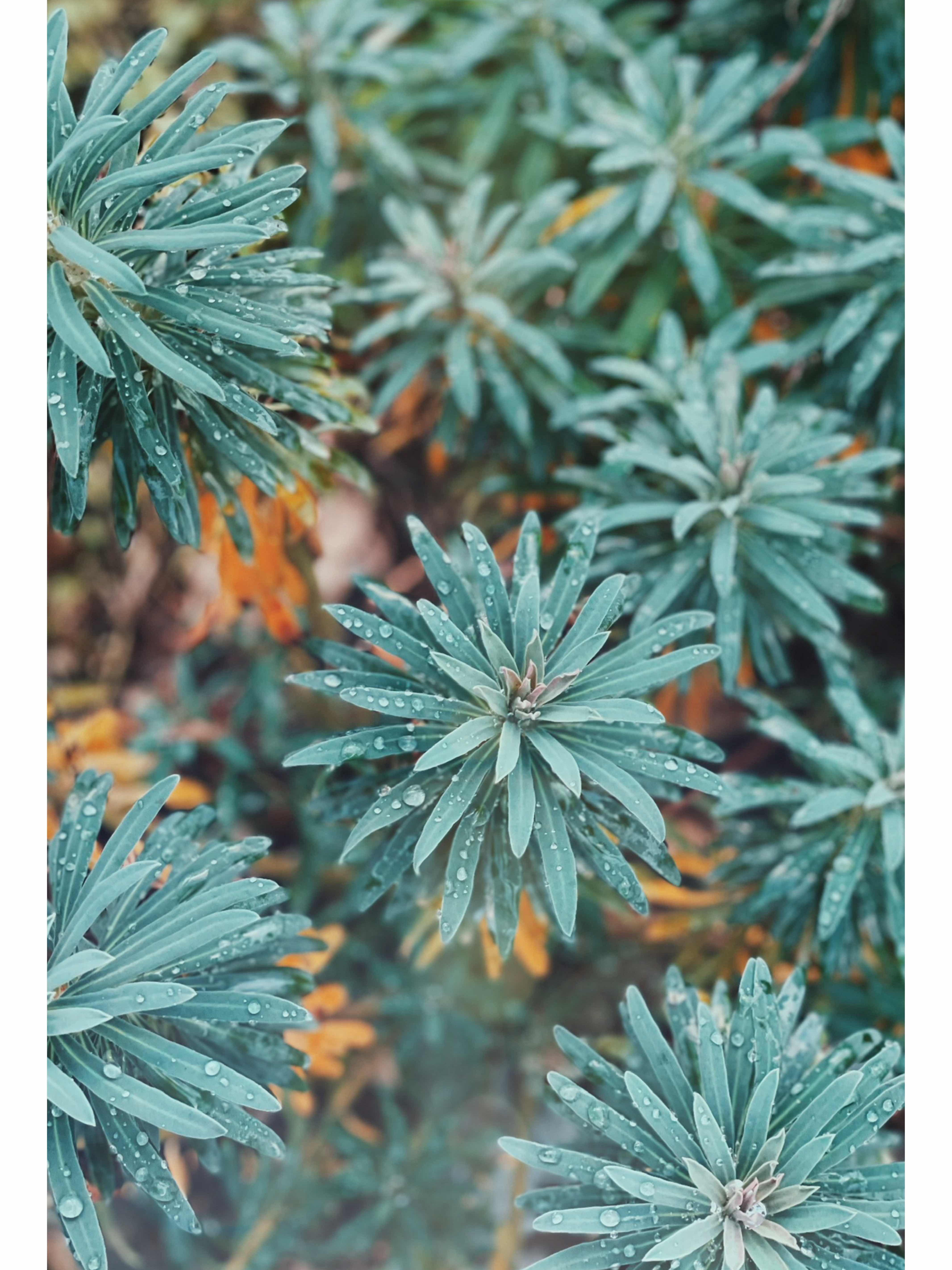 Natural fantasy