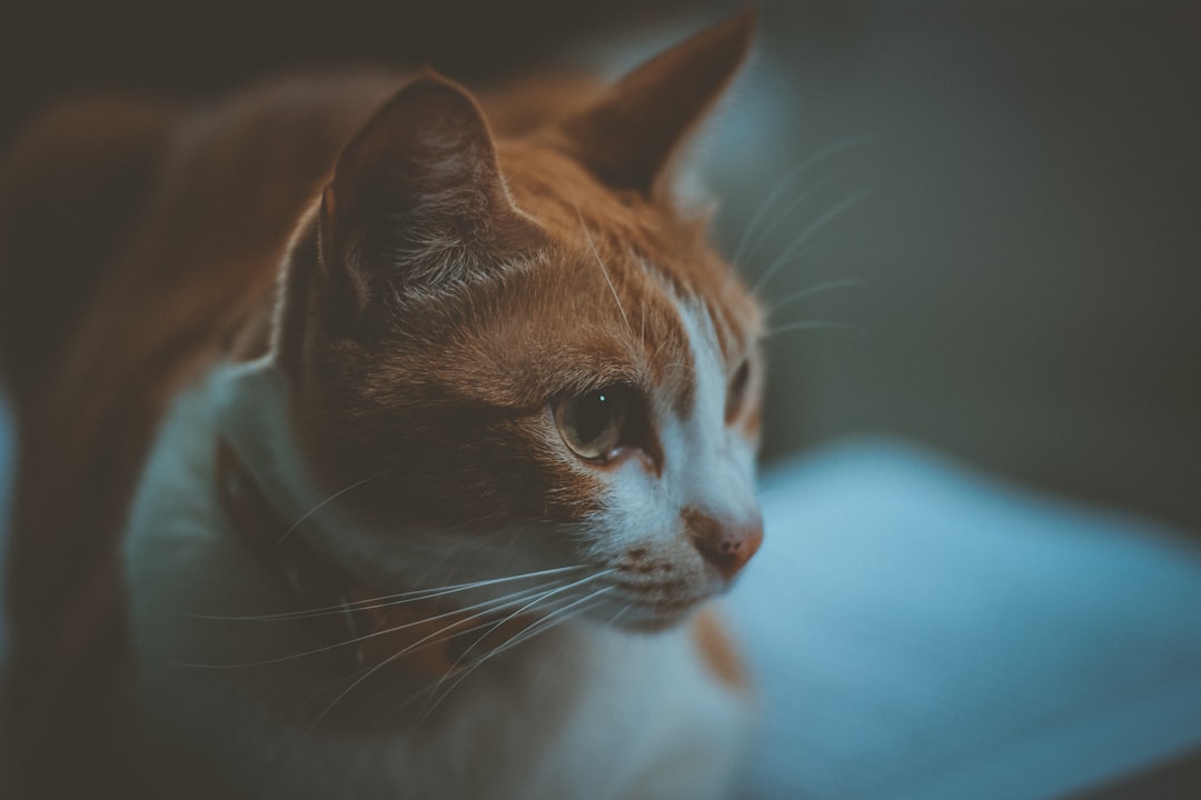 Had to Rehome My Cats—How Do You Move On?
