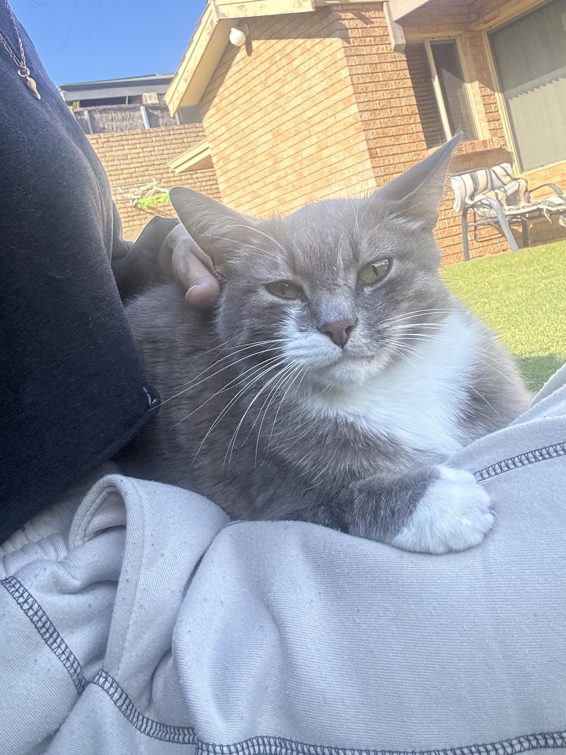 Living With a Cat Who Hates Everyone (Except Me)