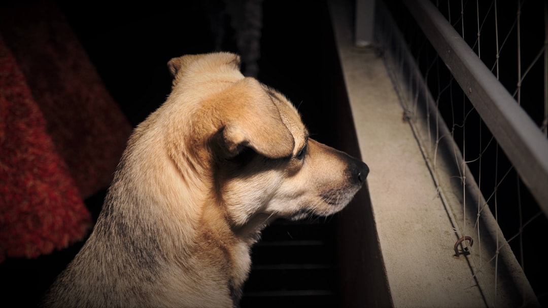 My Dog Thinks I'm a Rockstar (He’s Wrong)
