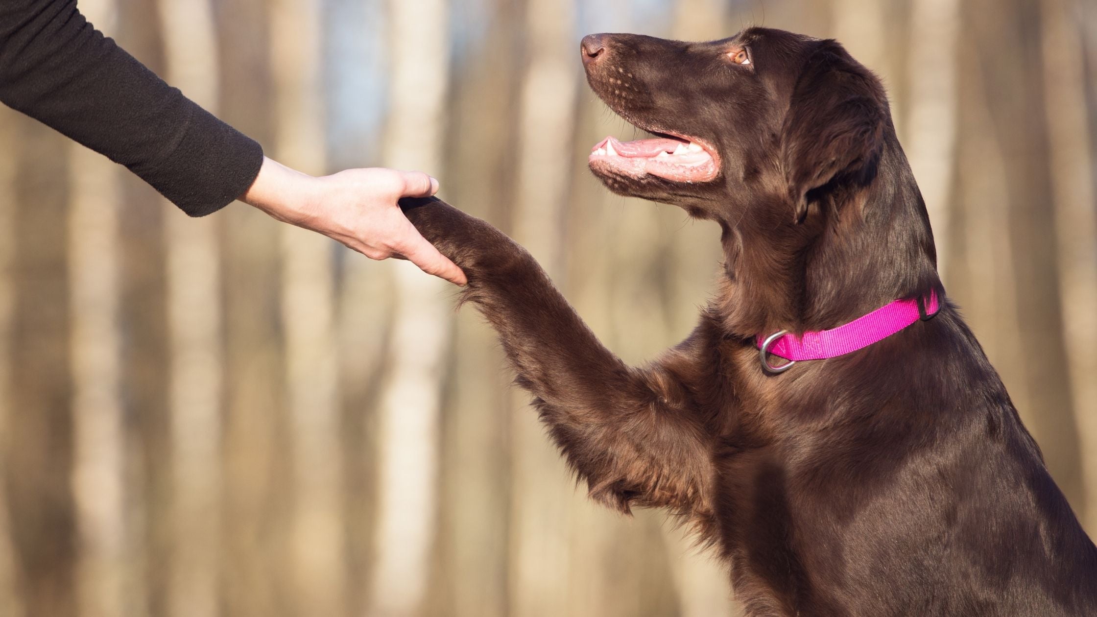 How My Dog Saved Me From Myself
