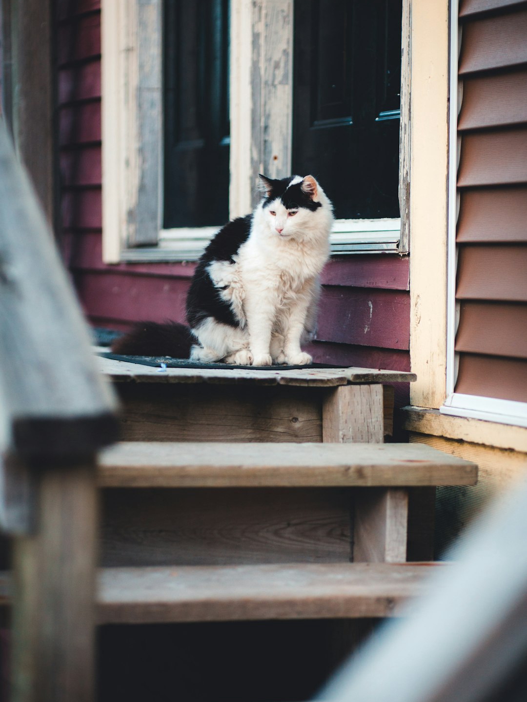 Lost Cat Drama: Who Really Owns Him?