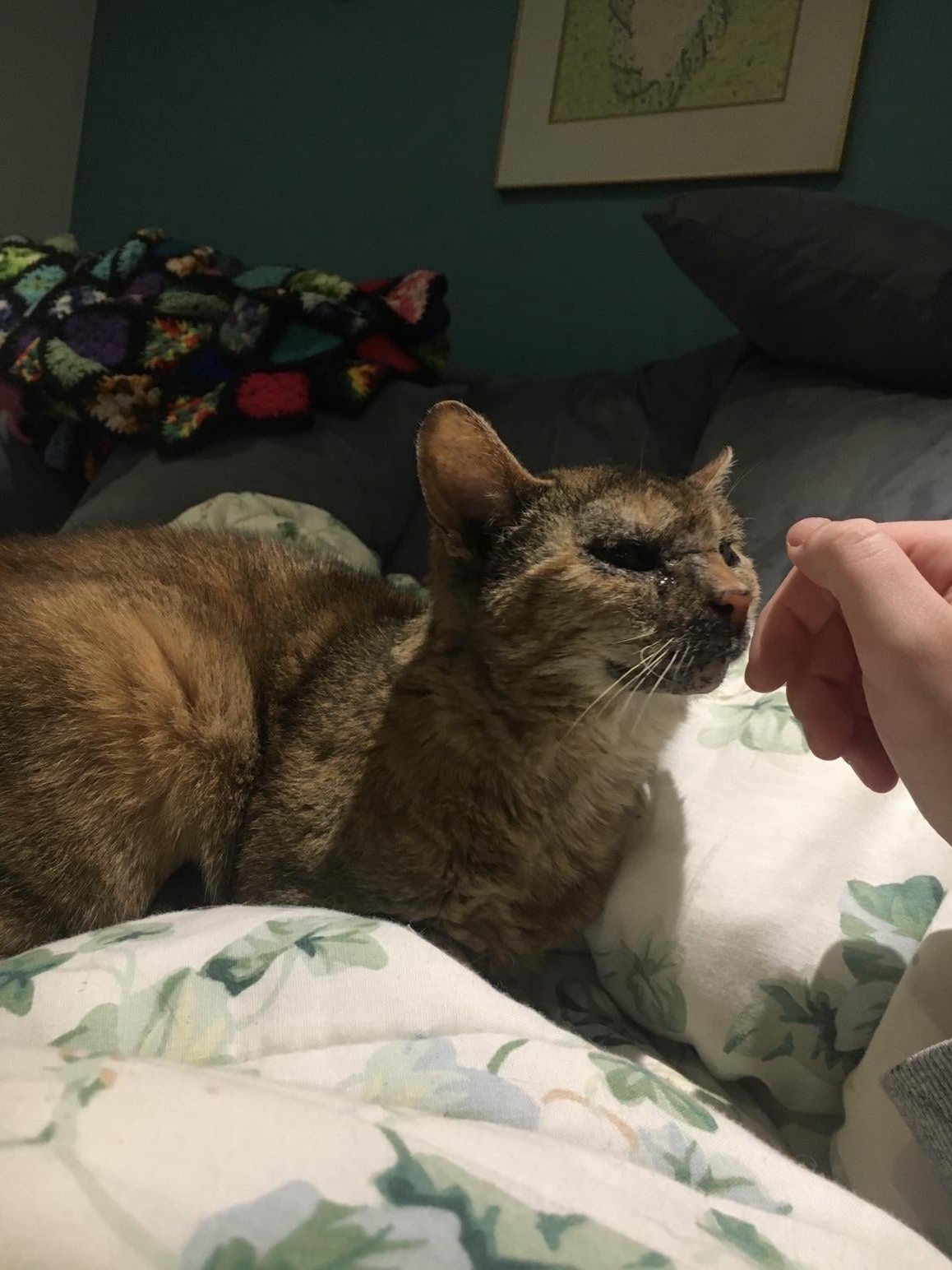 Meet My Roommate: A 16-Year-Old Cat
