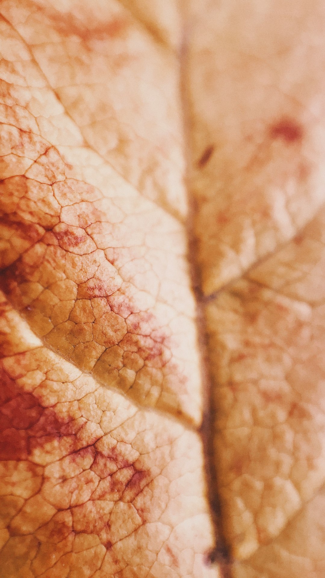 Should We Hide Unfiltered Skin Pics in Beauty Spaces?