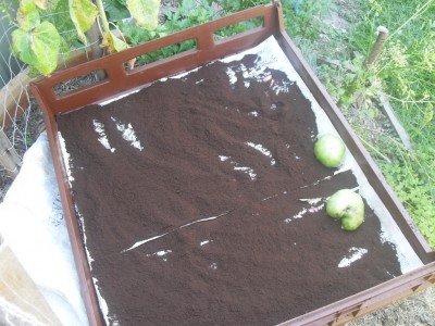 Used Coffee Grounds Storage Hacks You Need to Try