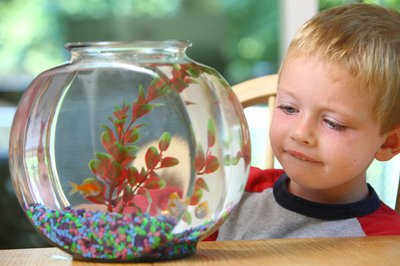Our Family Welcomes a New Fishy Friend!