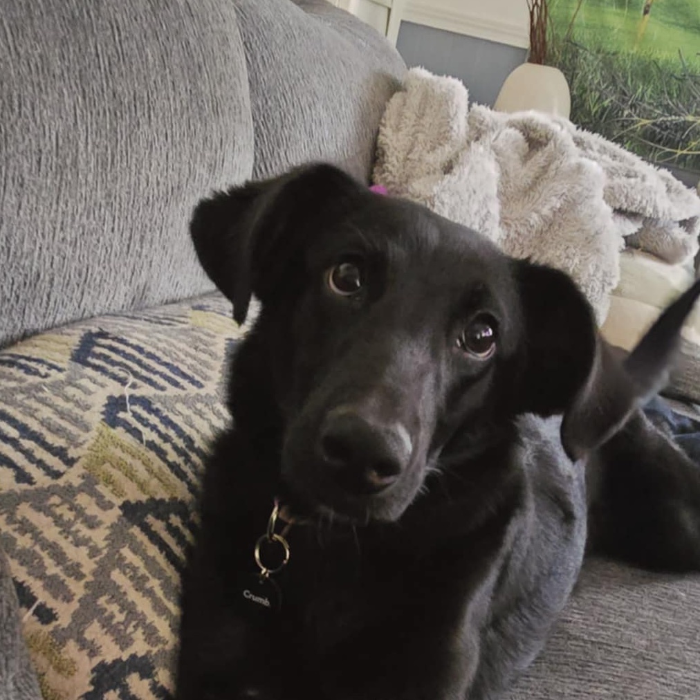 Suzie~Q