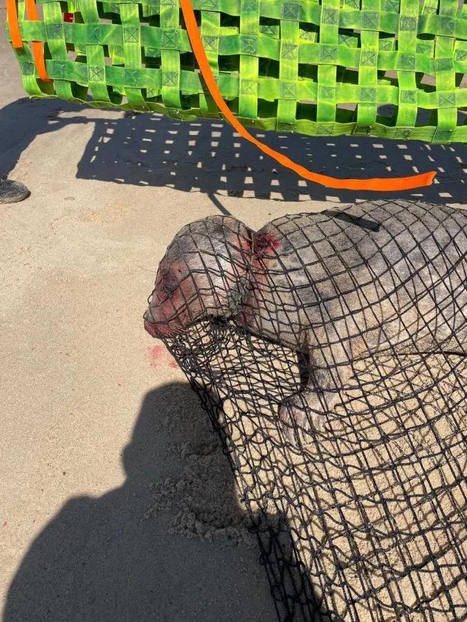 Seal Rescue Drama: Plastic Strikes Again