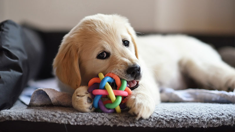 Surviving Puppy Teething: What Worked for My Furry Tornado