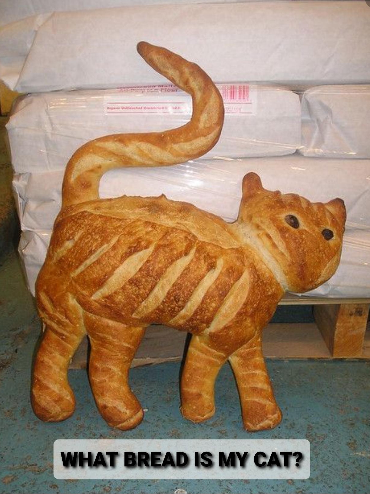 If My Dog Was a Pastry, Which One?