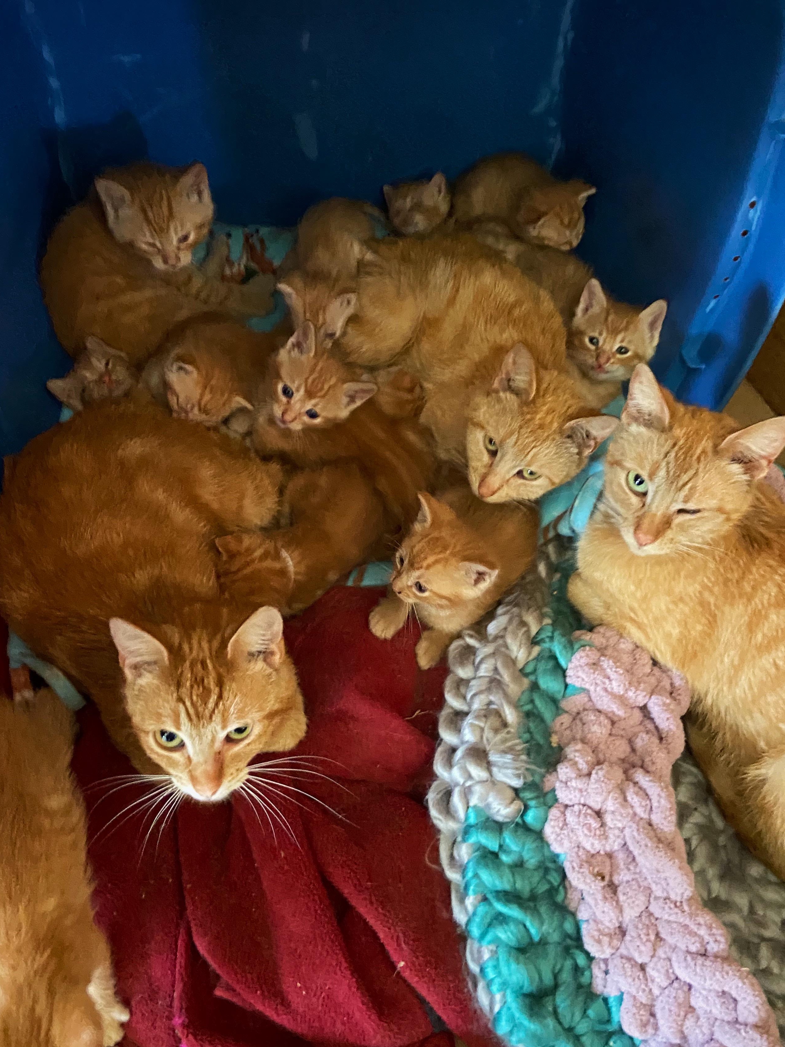 We Bought a House, Now We Have 17 Cats