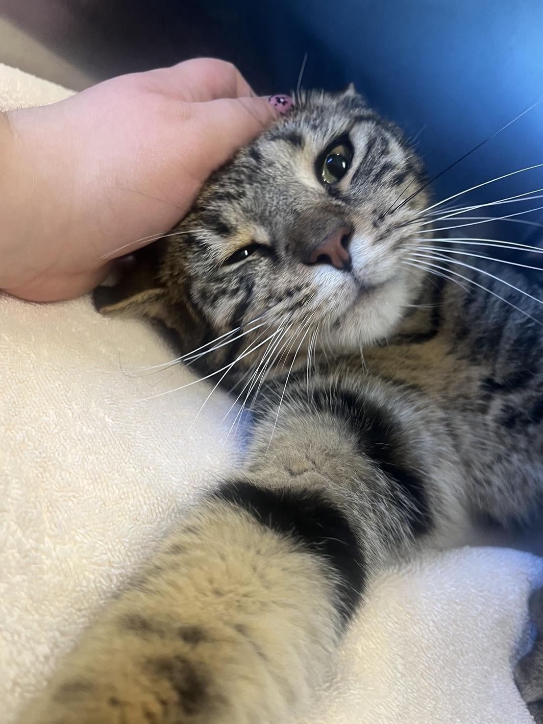 From Hiding Under the Couch to Head Boops