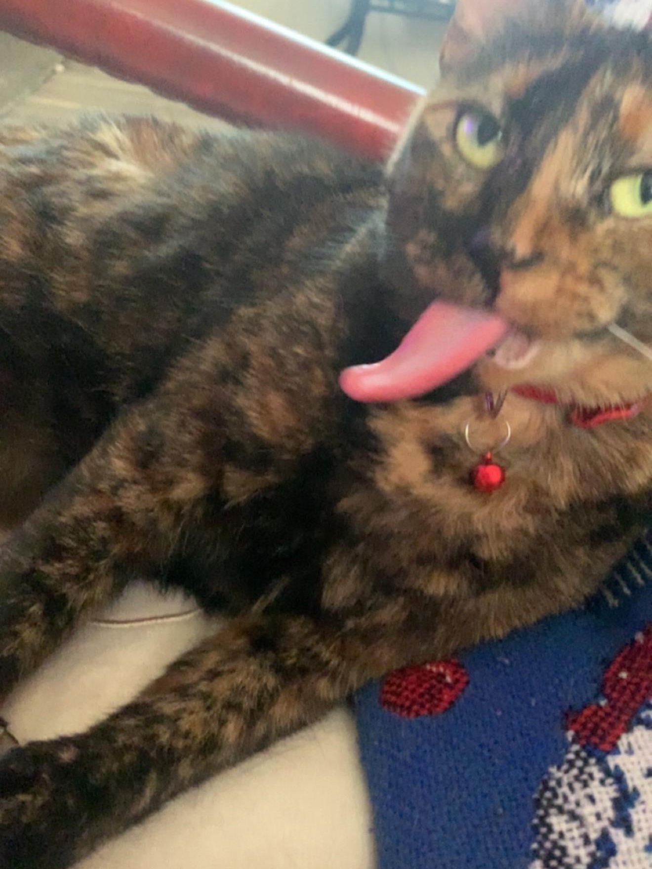 Meet the Roommate Who Pays No Rent