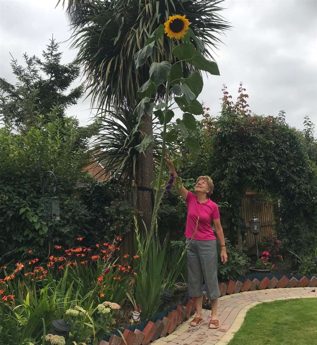 how did my mom grow sunflowers taller than our garage?