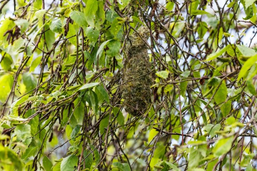 did i just discover a hidden bird’s nest in my rose bush?