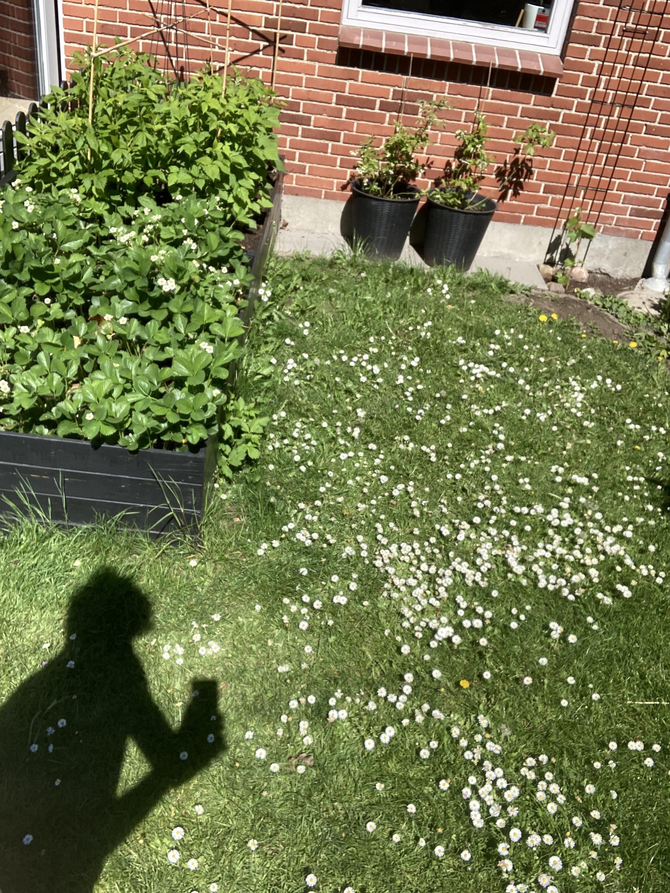 why did i let daisies take over my yard? the wild truth