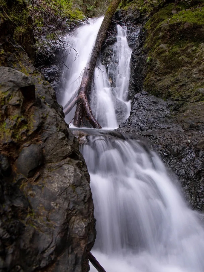 🌲 Exploring Uvas Canyon County Park 🌲