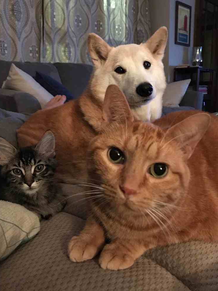 When Your Cat Judges Your Life Choices