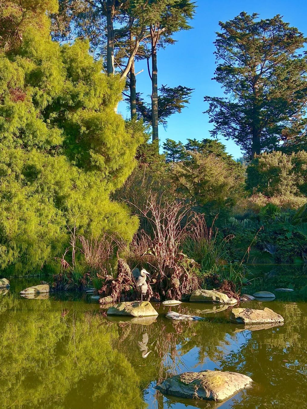 Winter Walks at San Francisco Botanical Gardens in Golden Gate Park