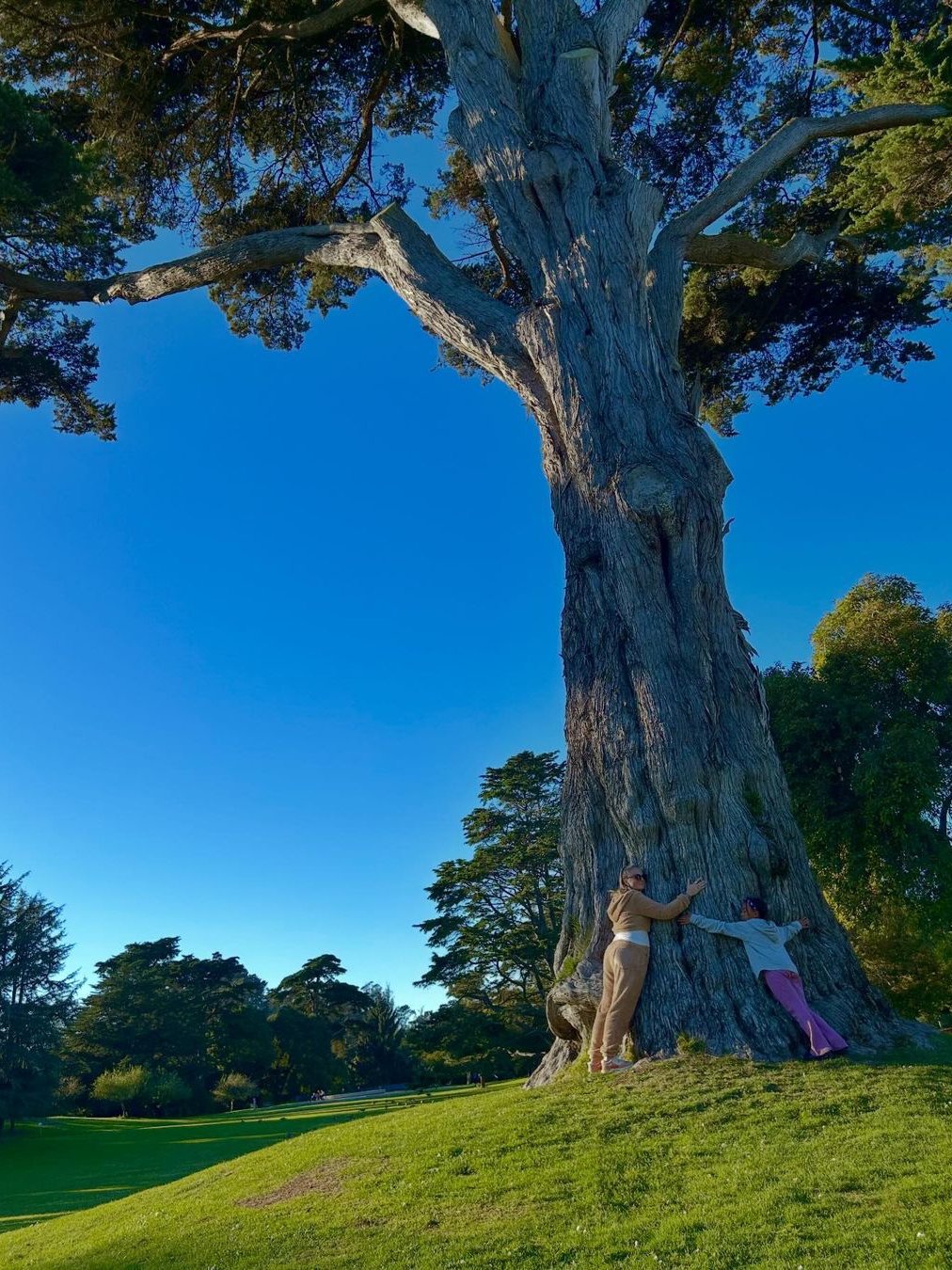 Winter Walks at San Francisco Botanical Gardens in Golden Gate Park
