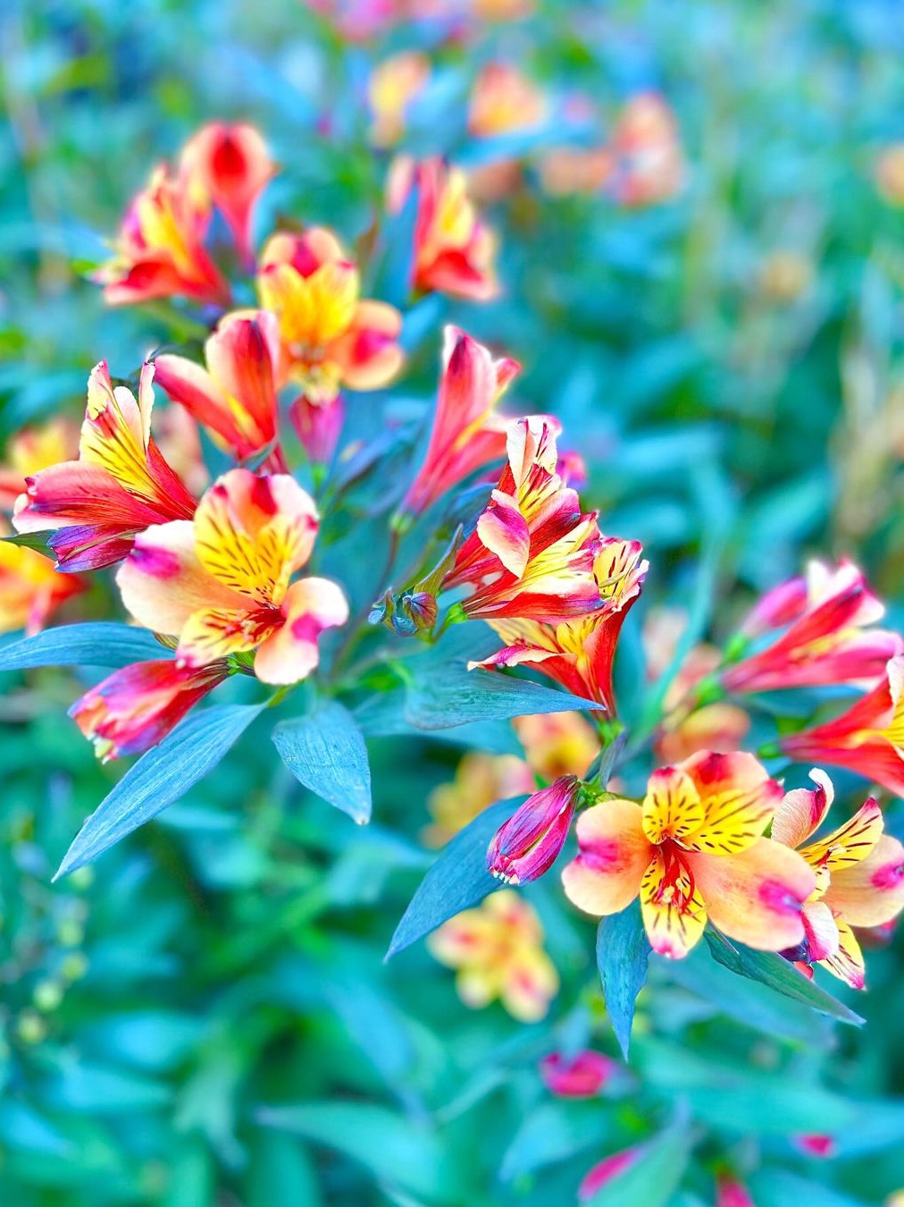 Winter Walks at San Francisco Botanical Gardens in Golden Gate Park