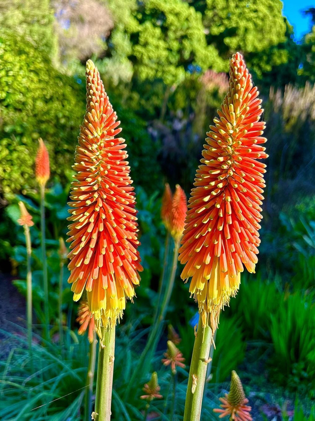 Winter Walks at San Francisco Botanical Gardens in Golden Gate Park