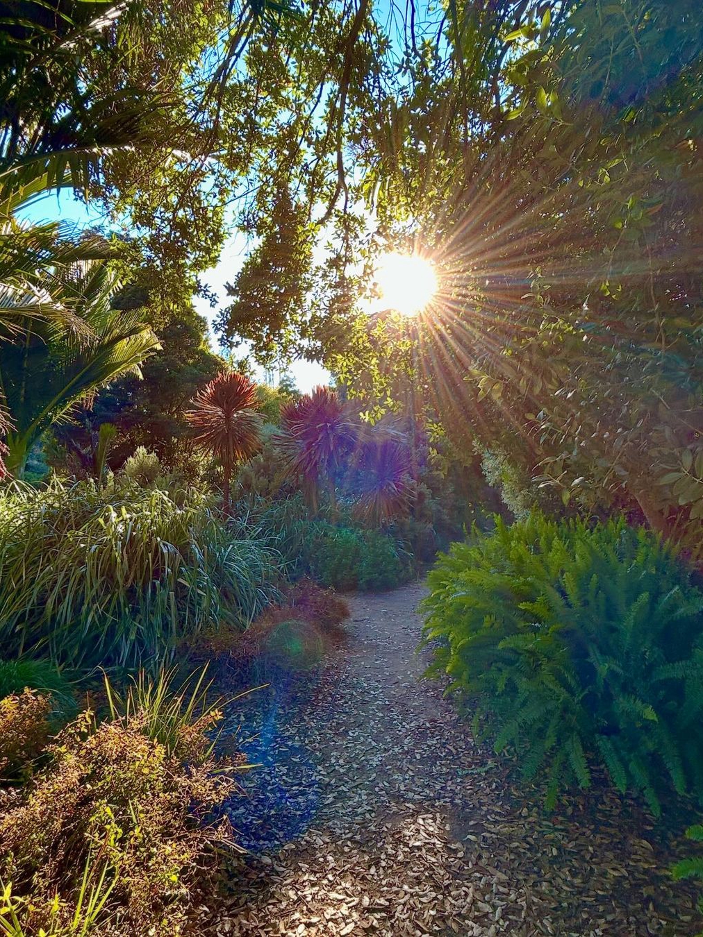 Winter Walks at San Francisco Botanical Gardens in Golden Gate Park