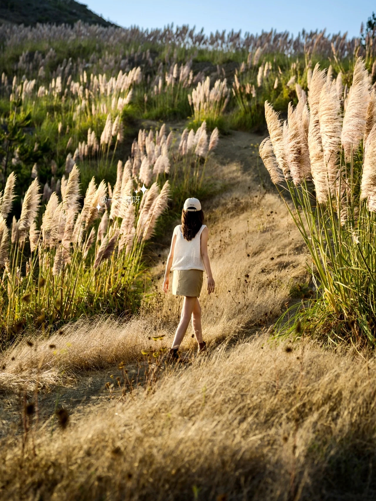 🌾🍂 California Autumn: The Reeds on the Beach 🌾🍂