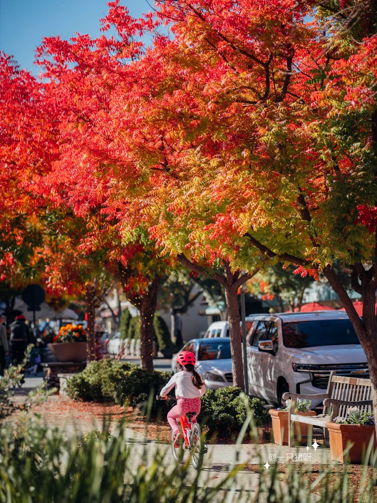 A Walk in the Bay Area in Autumn 🍂 Another Year of Fall Foliage Season 🌳